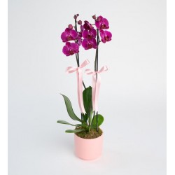 Çift dallı Mor Orkide